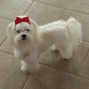 Meet your Posher, Donna